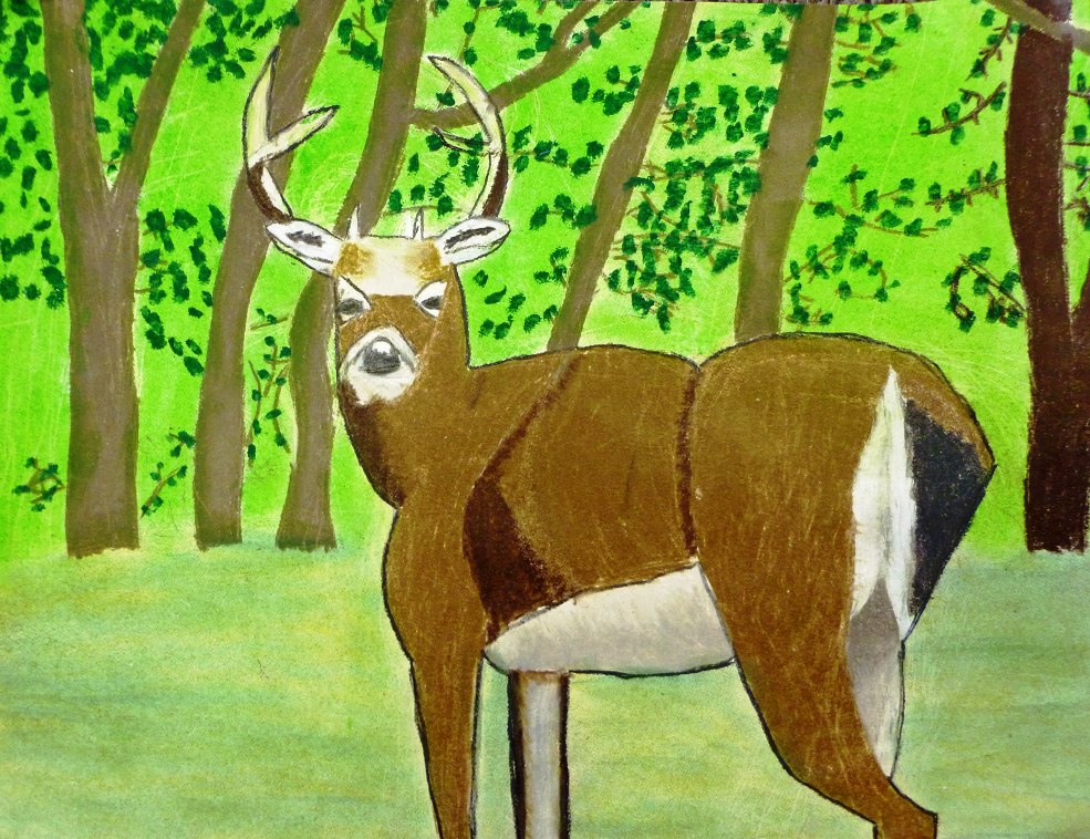 3rd Grade 3rd Place. 'Columbian White-tailed Deer' by Oliver Pang from Harvey Green Elementary School. Image courtesy US Fish and Wildlife Service.